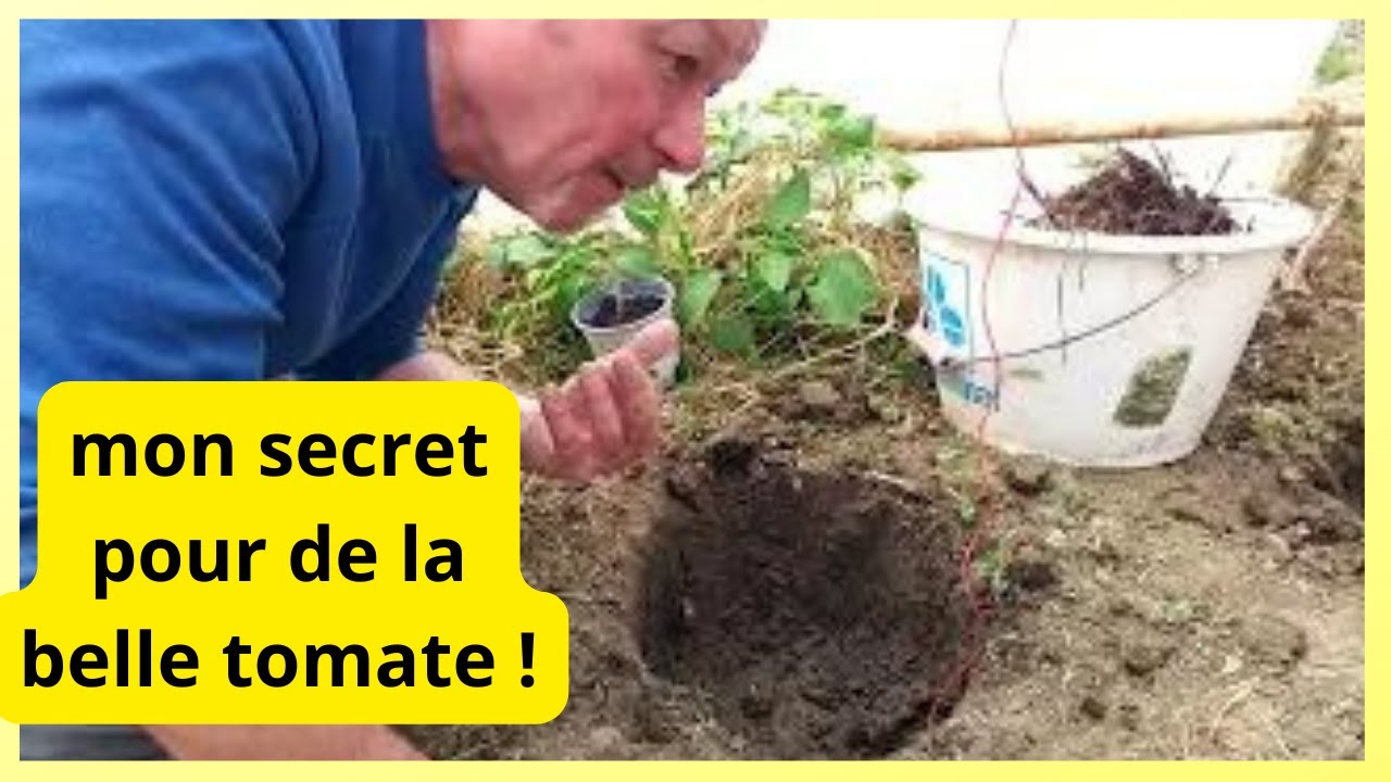 21 avril : technique de plantation des tomates au fumier de cheval