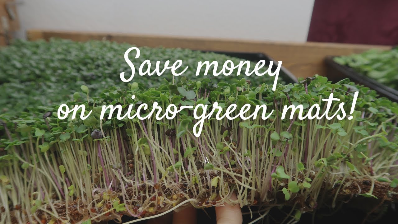 Hydroponic Microgreens: Can you reuse a Coco Matt?!