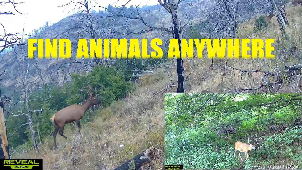 How to find mature bucks with Tactacams