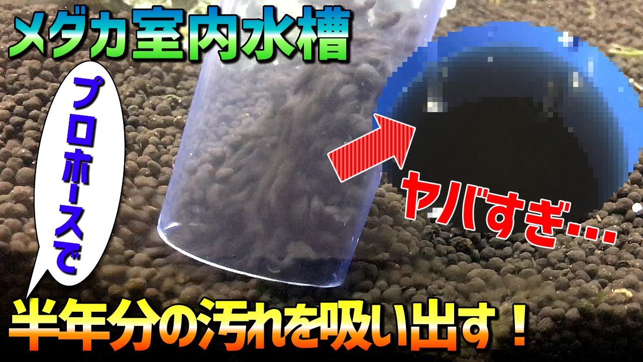 6ヶ月以上も掃除していない水槽の低床をプロホースで吸い出してみたらヤバすぎた・・・【メダカ室内水槽】