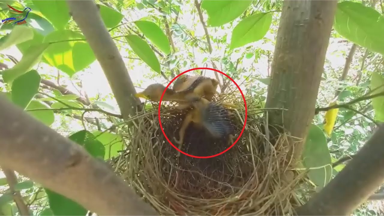 カッコーの自爆　The cuckoo drops its chicks, but takes it with it