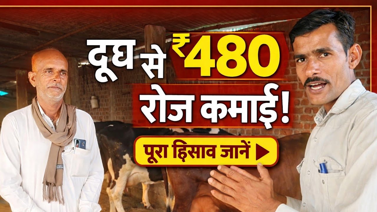 सिर्फ 1 गाय से ₹480 रोज! 🐄 साहीवाल गाय की सच्ची कमाई | दूध का पूरा गणित Dairy Farm Income 2026