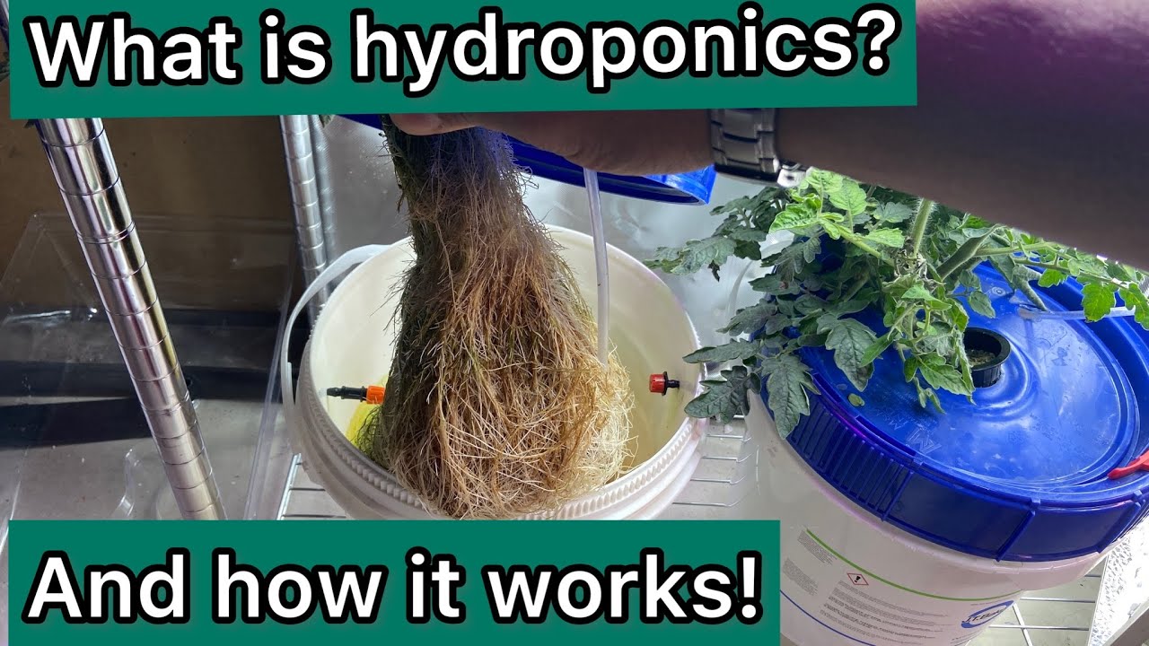 What is hydroponics? And how it works!
