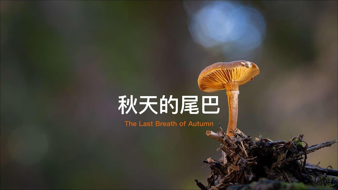 森林寻蘑22 - 微距摄影 | Mushroom Hunting in the Forest 22 - Macro Photography