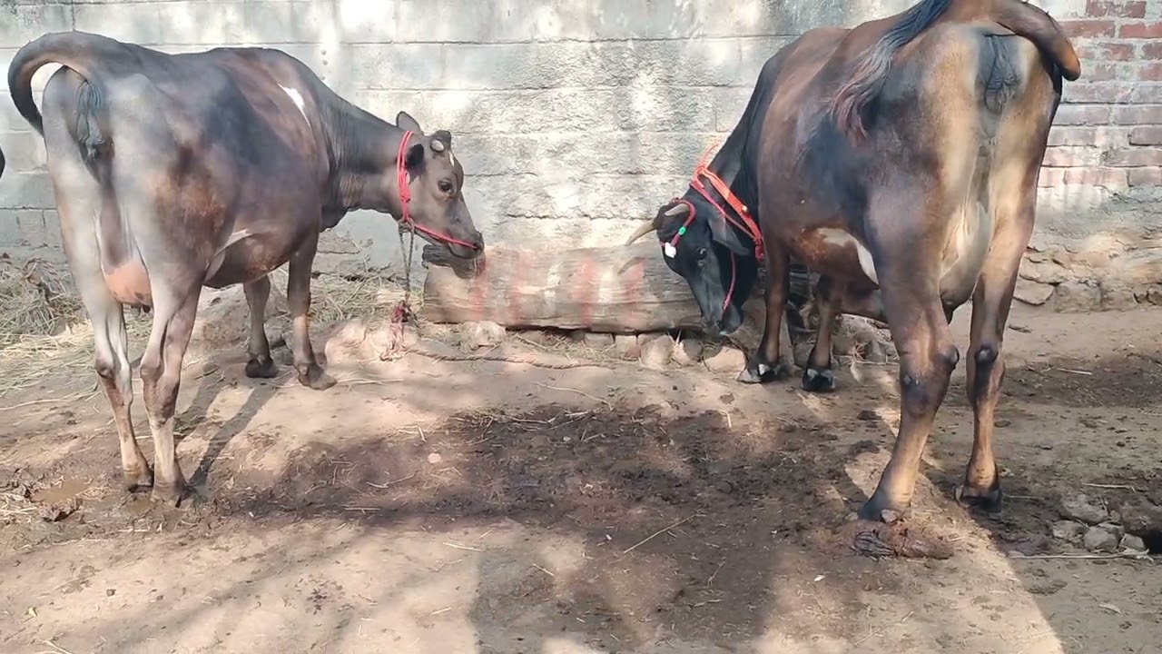 4 pal 2  pal thala eathu kidari sales