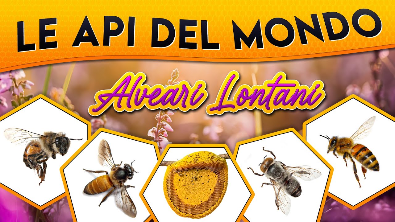 Le Api del mondo: alveari lontani ► Puntata 88