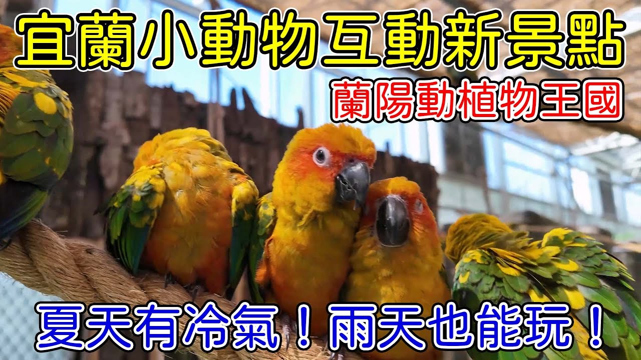 宜蘭目前體驗最好的小動物互動景點－蘭陽動植物王國！絕大多數的館都在室內，夏天有冷氣吹就先贏一半了！鸚鵡．食蟻獸．鵜鶘．食人魚．陸龜．卡皮巴拉．羊駝．袋鼠．樹懶.....超多小動物！