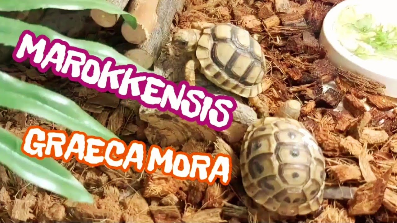 testudo graeca marokkensis y mora