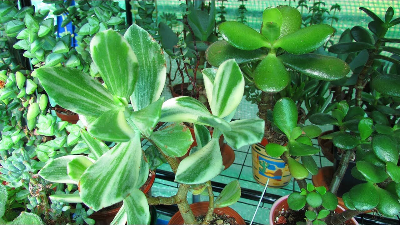 The different types of Jade Plants I have in my Collection - Crassula Succulent Plants