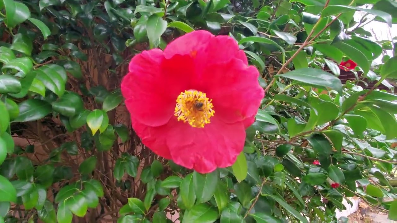 Mettete camelie nei vostri giardini!