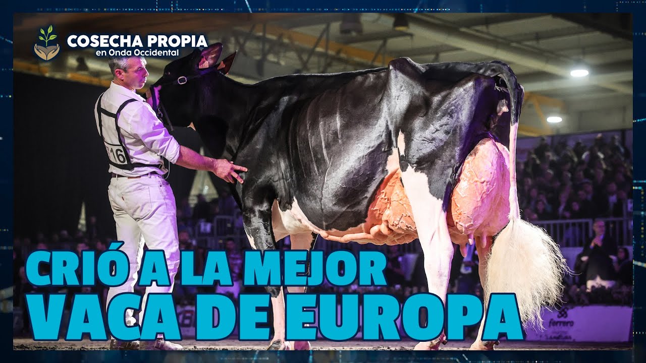 Como potenciar la morfología de una vaca | SAT Ceceño | COSECHA PROPIA