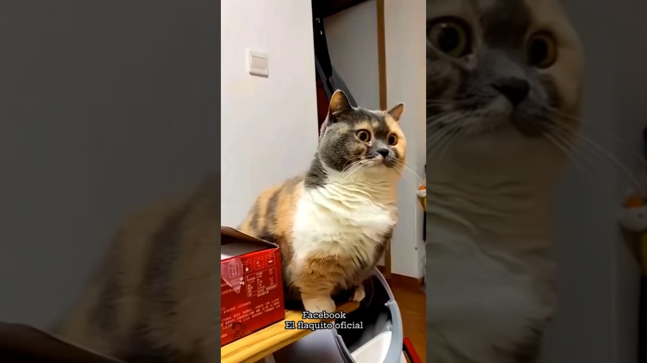 Cat vs Me &mdash; and finally, the cat lost! 🐱😹🎉#cat #catvideos #funny #youtubeshorts #shorts #comedy