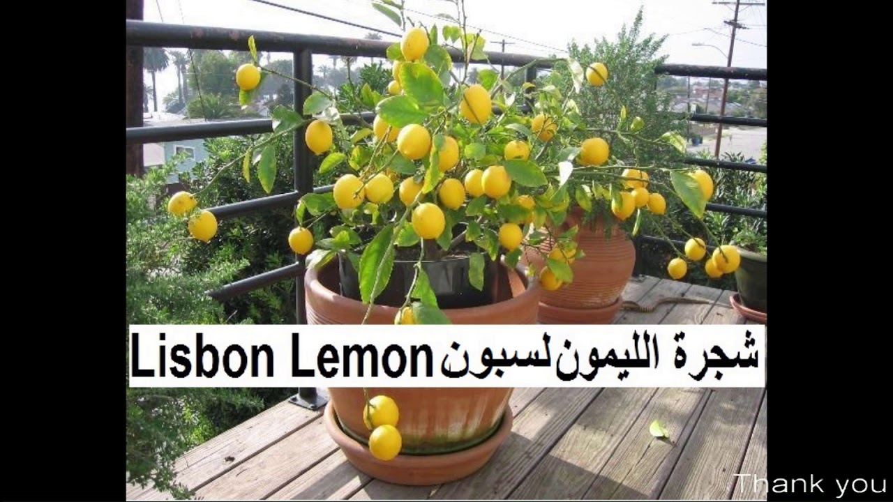 شجر ة الليمون القزمى تصلح زراعتها داخل الأصيص Dwarf Lemon Tree