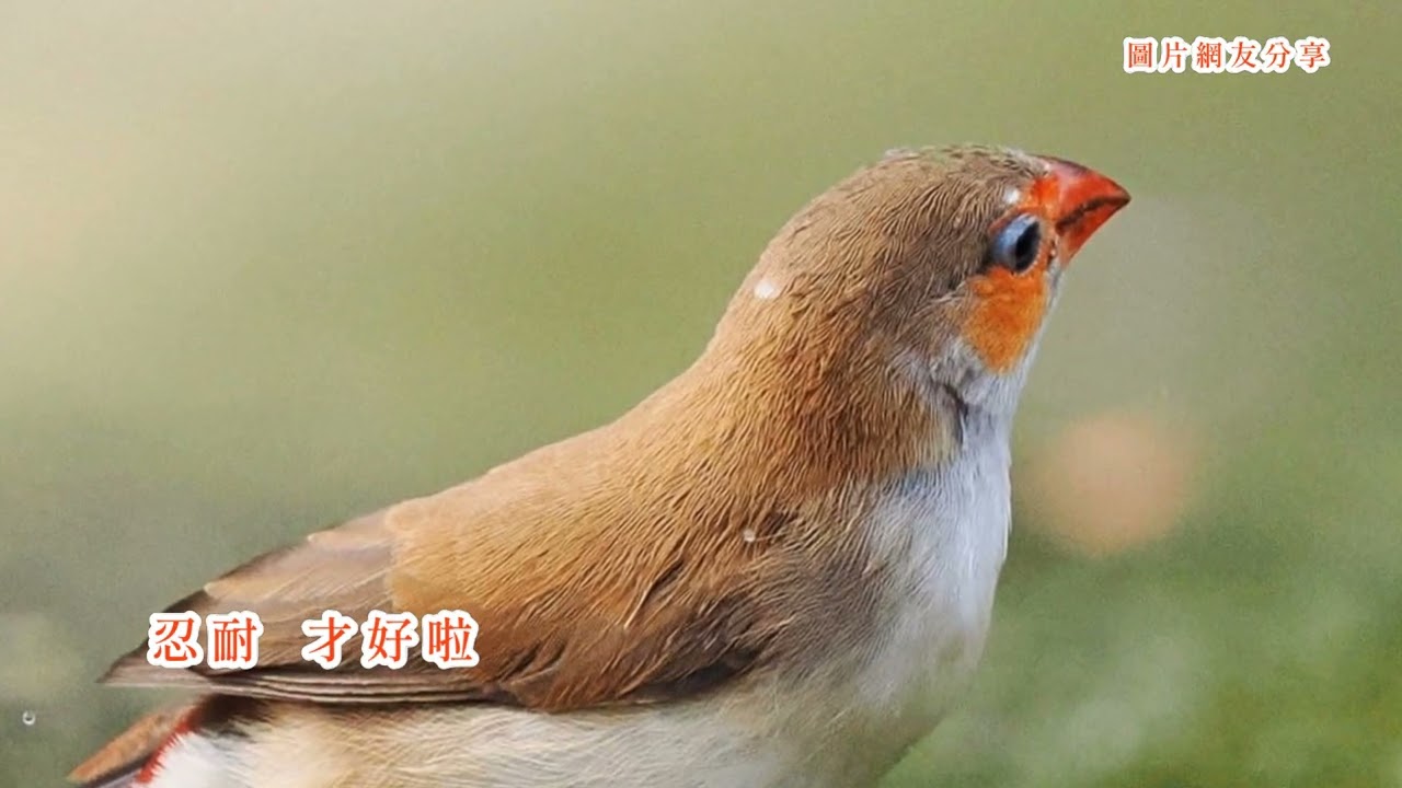 方瑞娥《被故鄉放捒的人》(台語歌詞標誌字幕版)