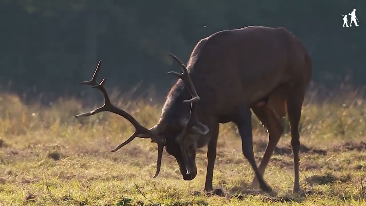2023 : le brame du cerf