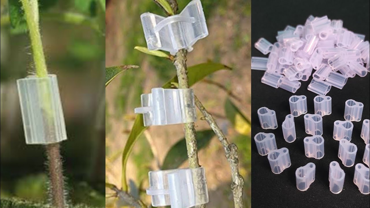 Best Grafting Clips For Tomato & Brinjal Grafting