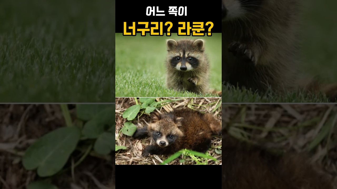 라쿤 너구리 구분법