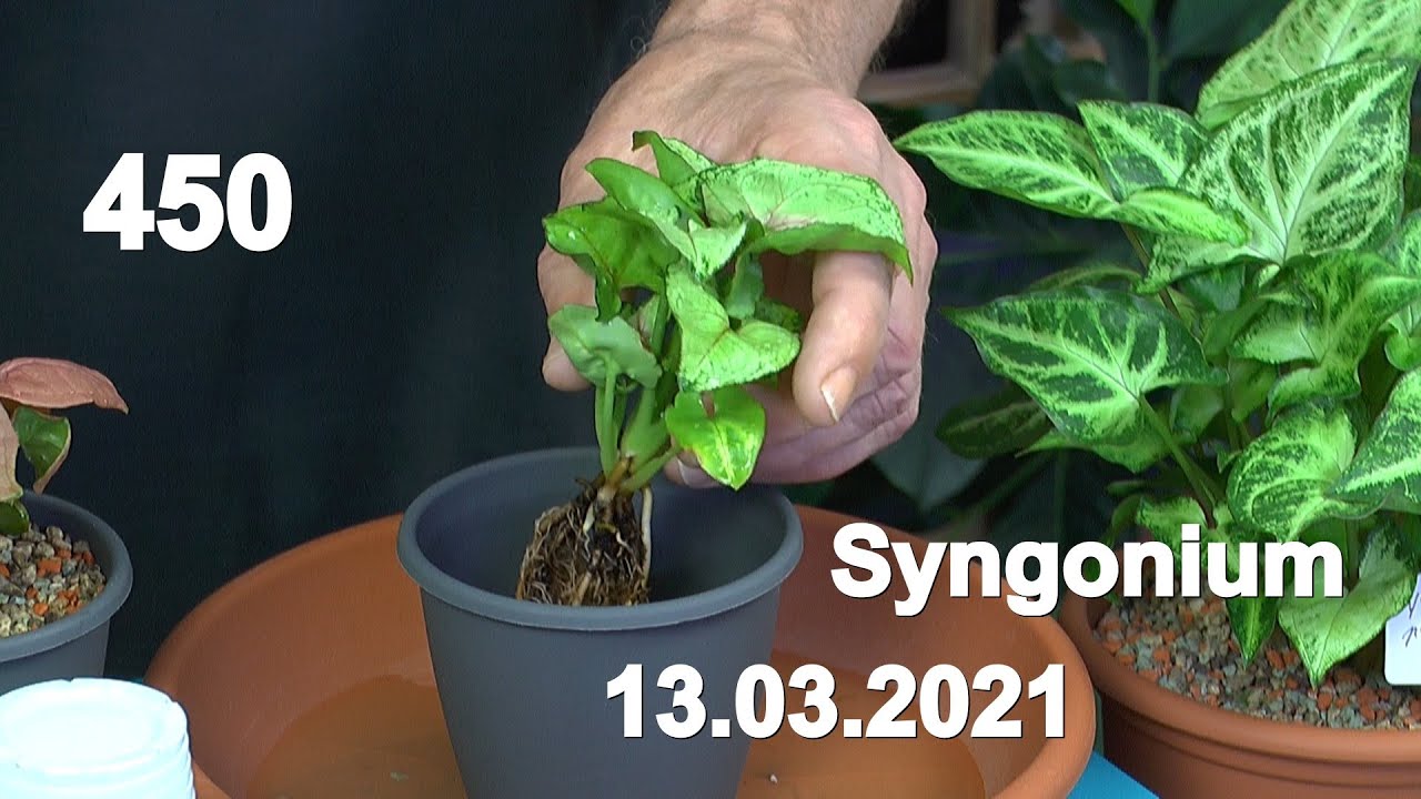 Zimmerpflanzen Syngonium Neuzugänge in das mineralische Substrat einpflanzen und bisschen mehr