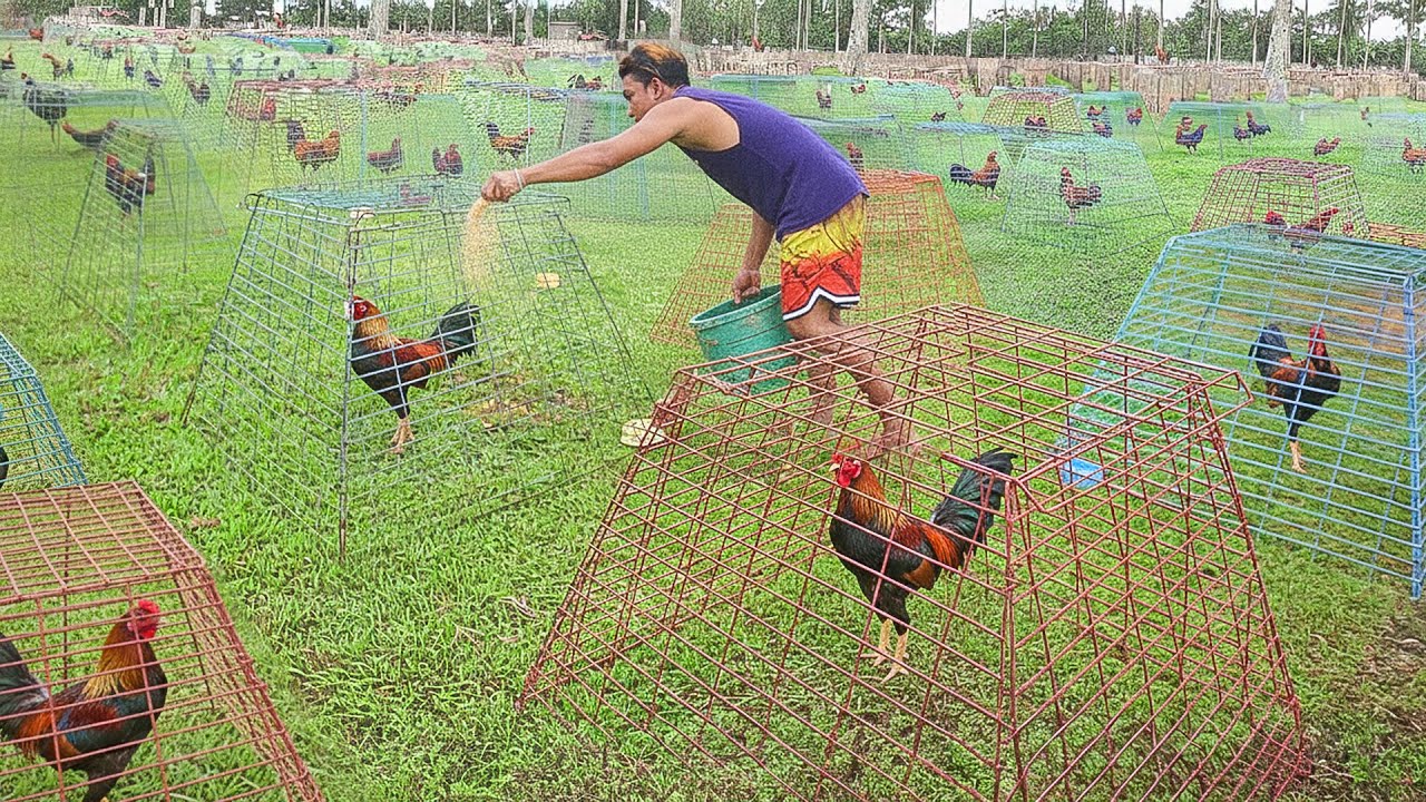 Amazing Way They Feed 1000s of Elite Roosters Inside Massive Poultry Farm