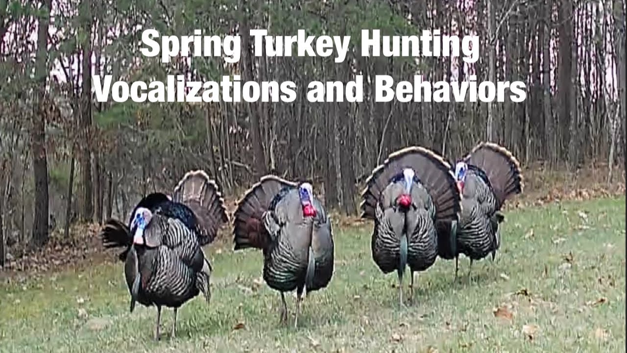 Spring Turkey Hunting Vocalizations and Behaviors. #springturkeyhunting #turkeyhunting #gobblers
