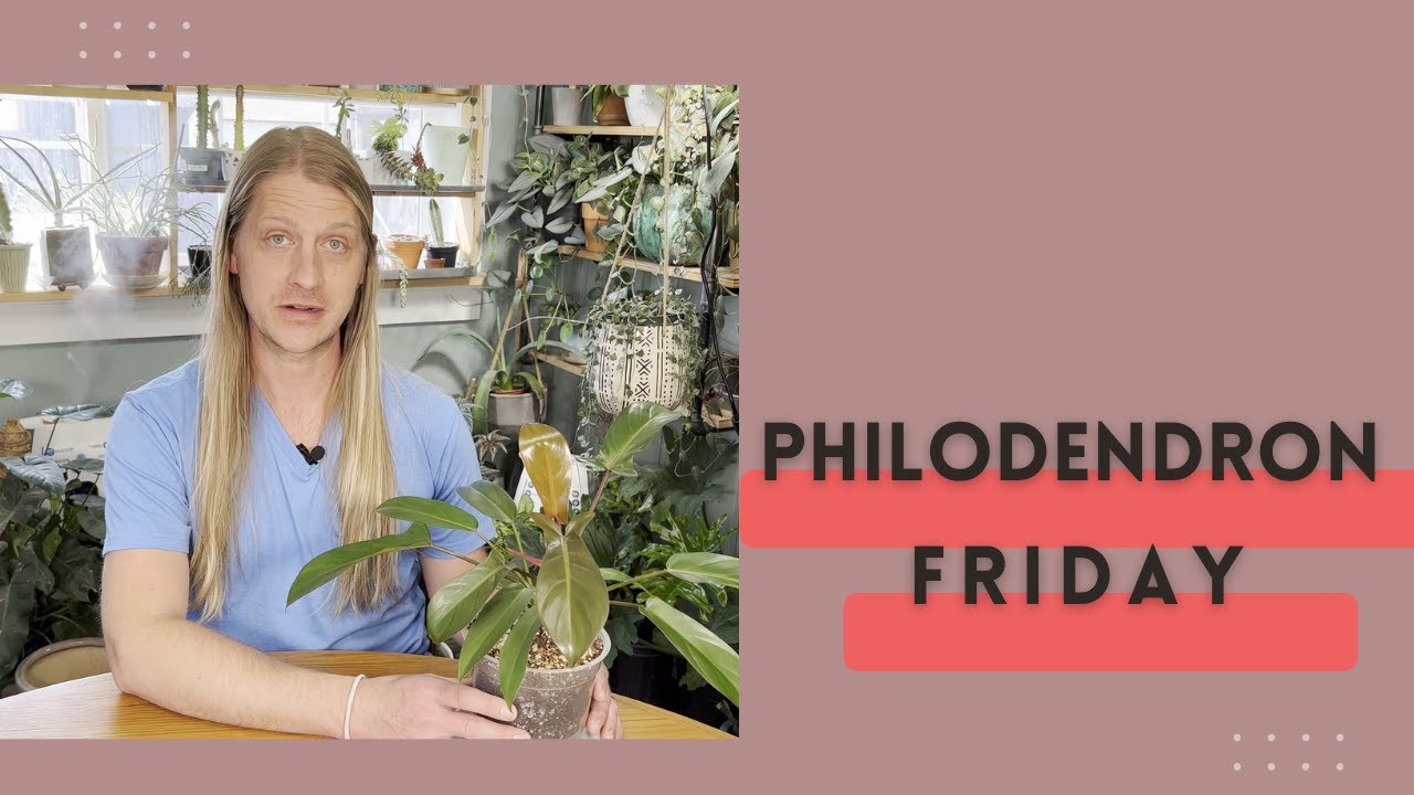 Philodendron Friday | Florida Bronze