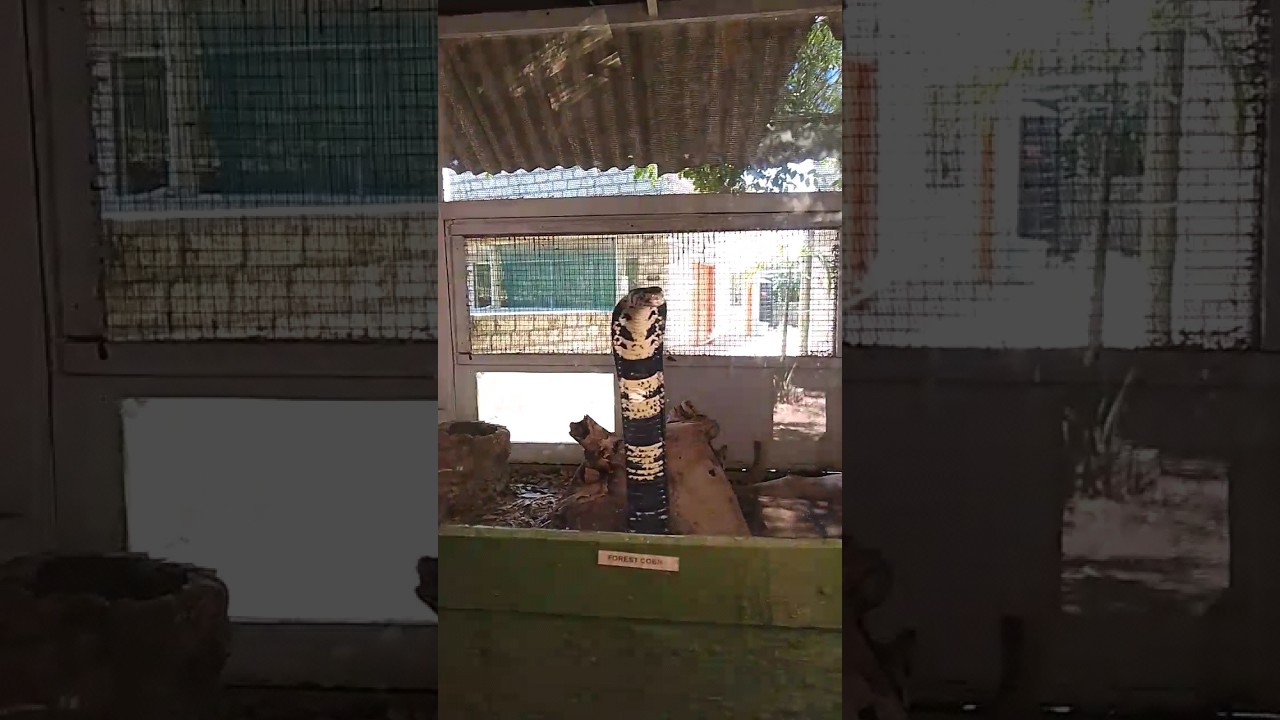 Forest COBRA Snake Ready To Attack Humans | Discoveries Tv