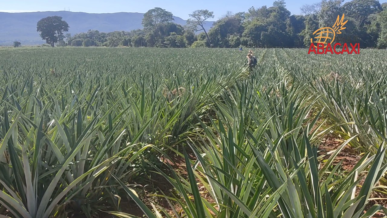 indução floral no abacaxi com 9 meses