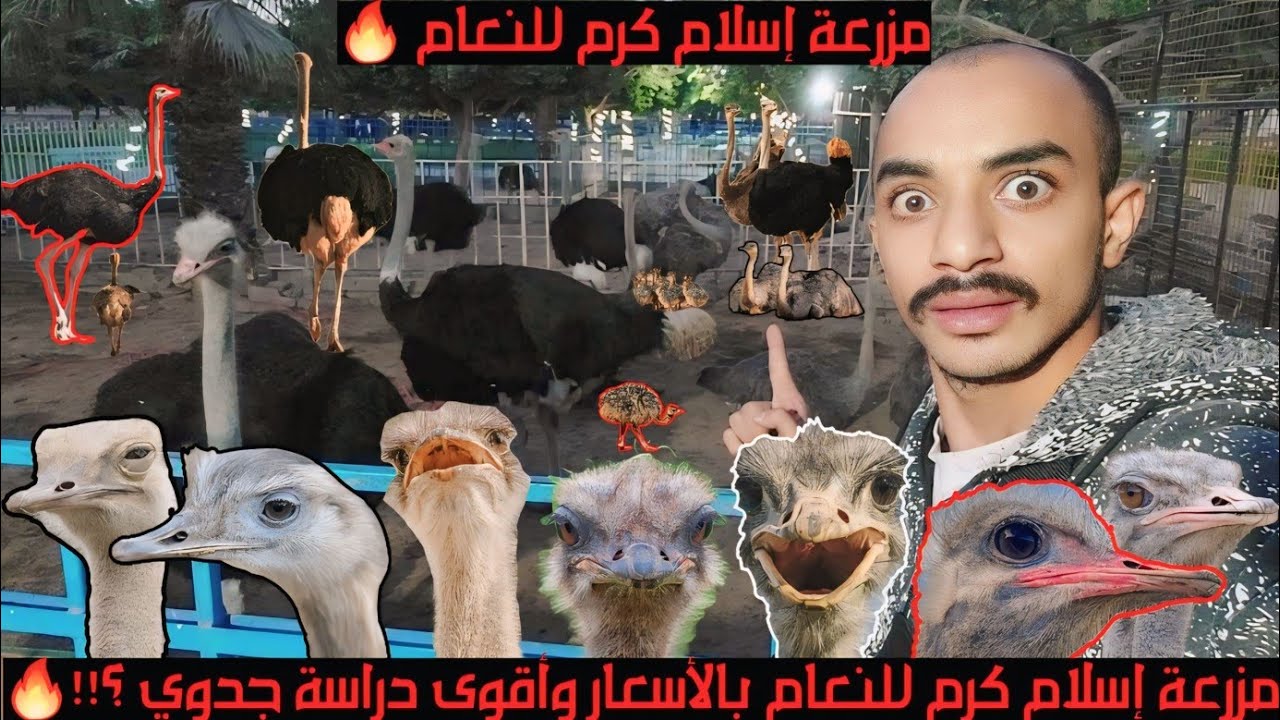 مزرعة اسلام كرم للنعام الافريقى بالأسعااااار وارقام التليفون وأقوى دراسة جدوى لمشروع تربية النعاام