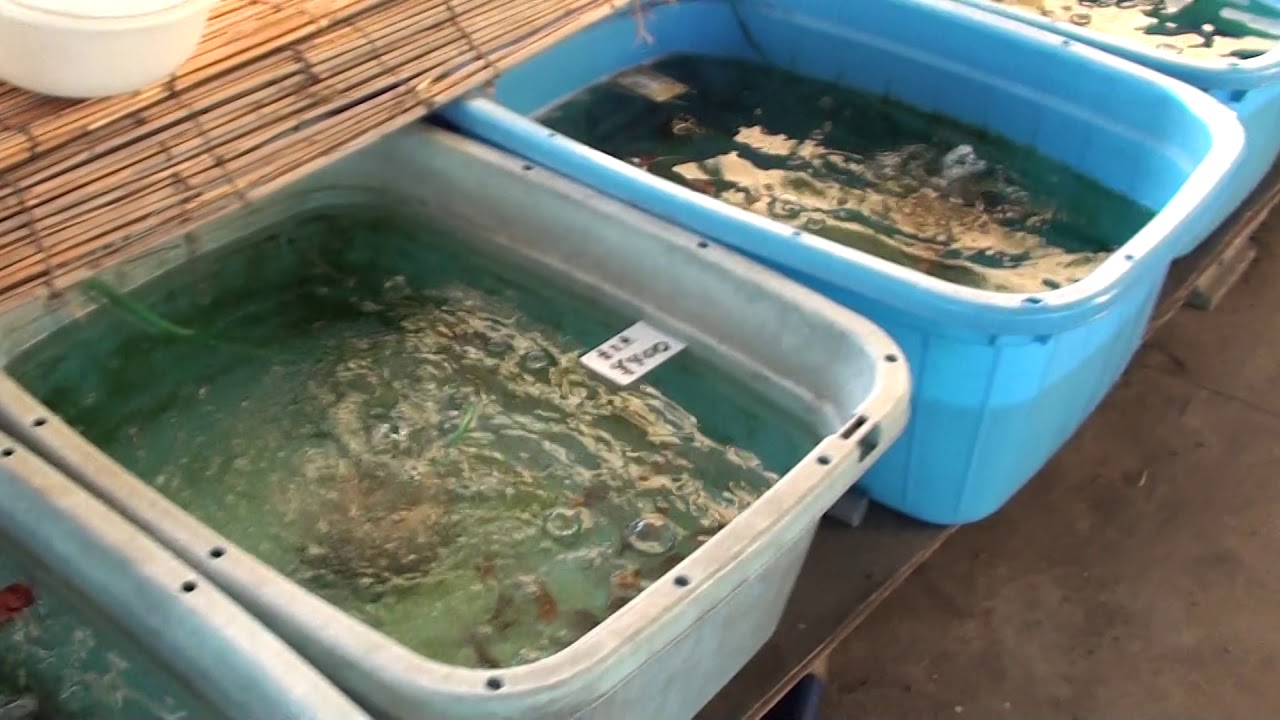 Goldfish Farm !