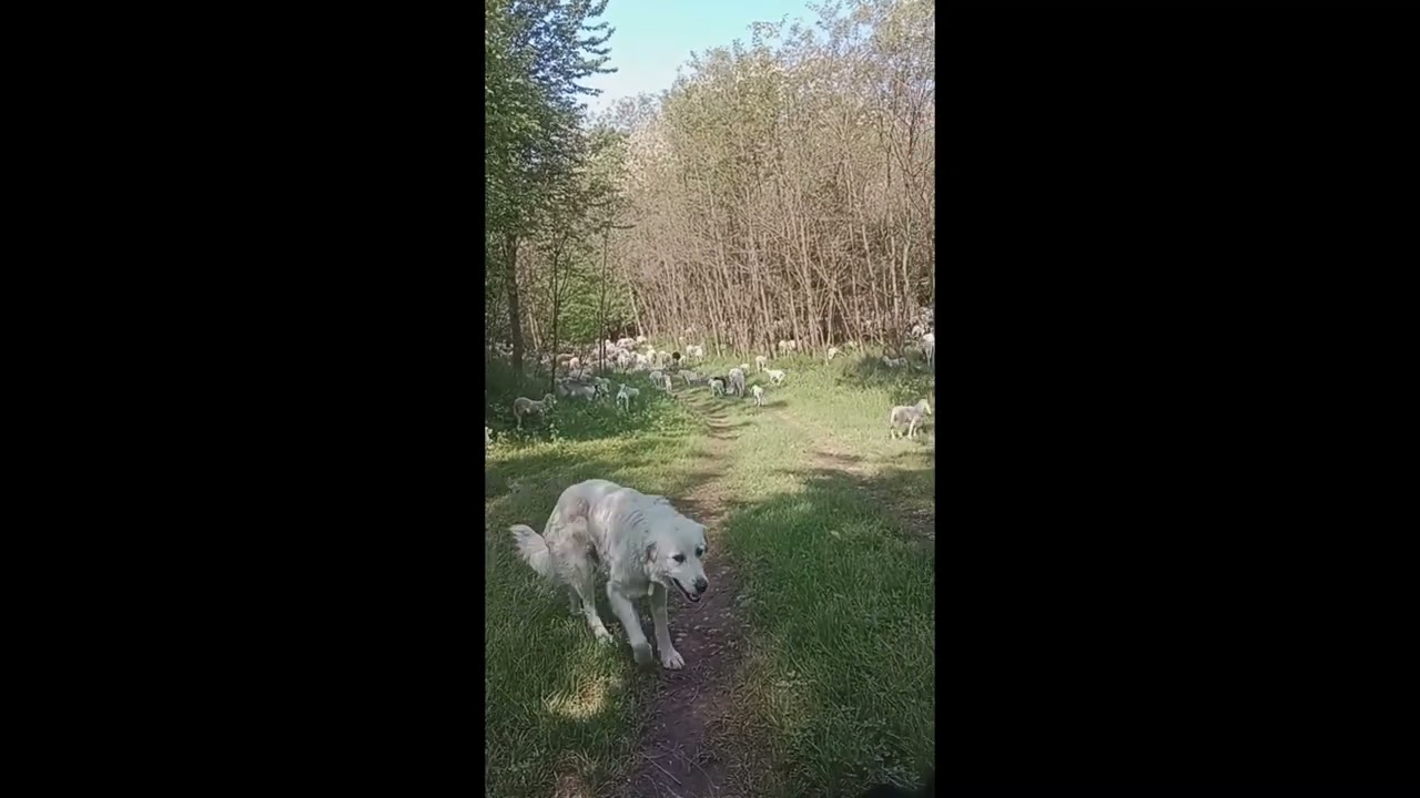 ANIMALI CHE PASSIONE 2