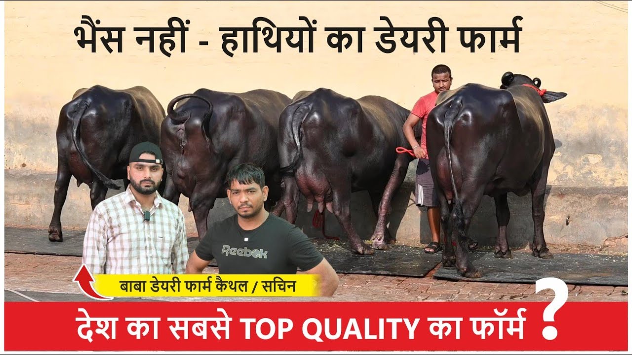 भैंस नहीं - हाथियों का डेयरी फार्म ! हर भैंस चैंपियन || BABA DAIRY FARM KAITHAL / SACHIN
