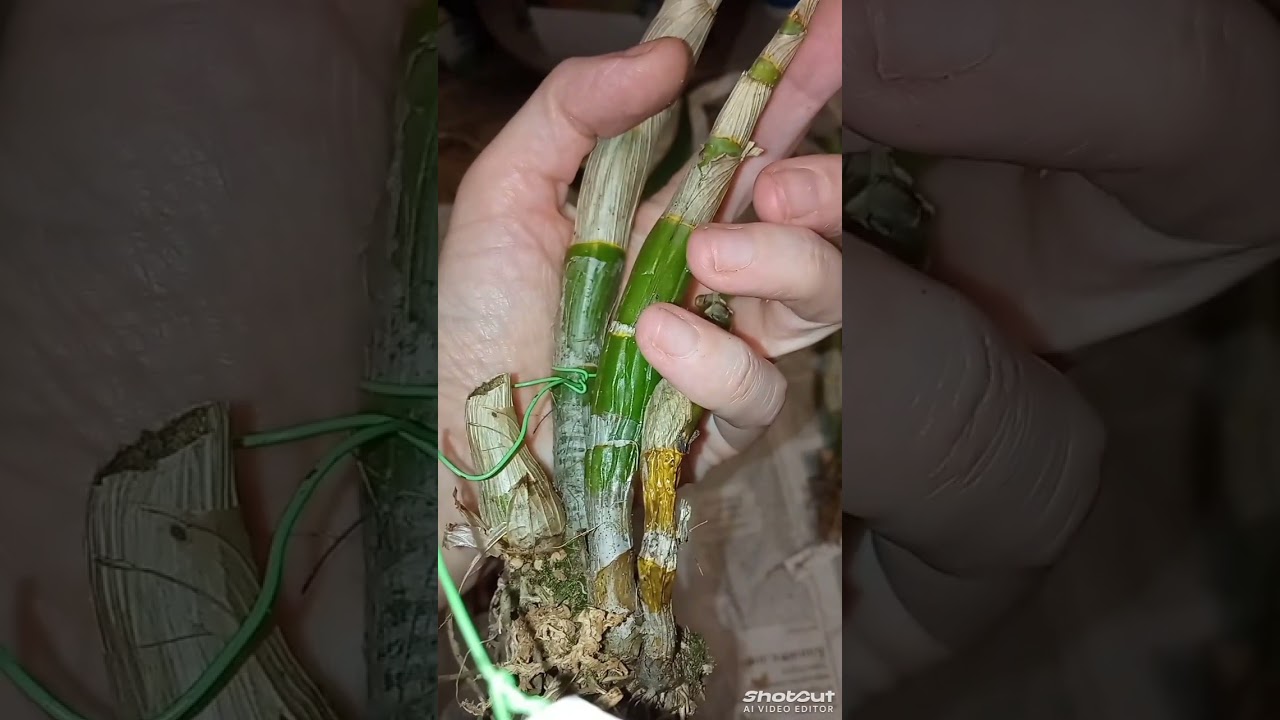 Последняя посылочка этого года.. и немножко цветов 