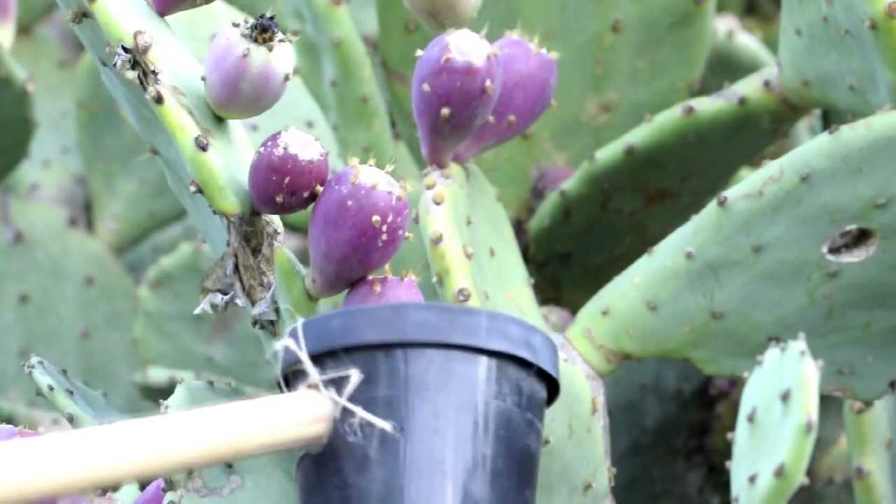 Fun Harvest of Prickly Pears (Tunas)