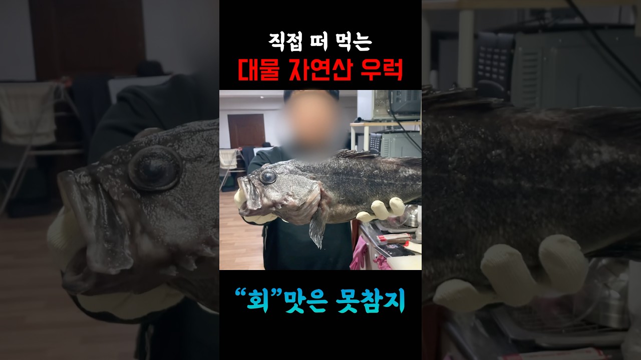 크기가 얼만할까요? 대물 자연산 우럭 직접 떠서 먹어봤습니다 #fishing #우럭 #낚시