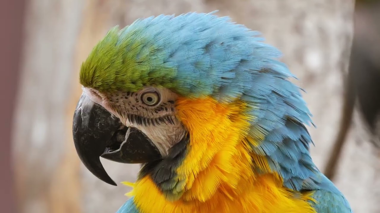 🦜 Nature’s Rainbow Bird! 🌈