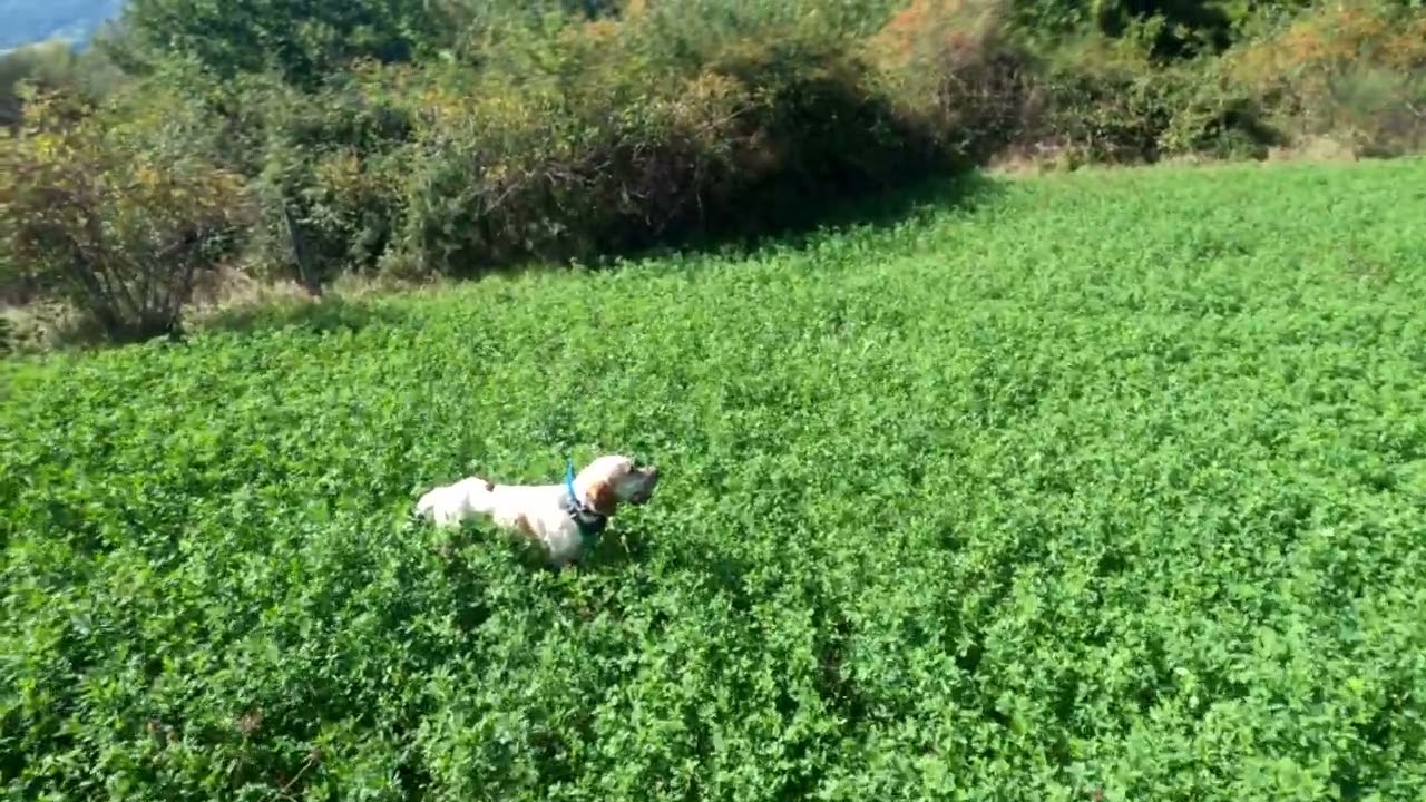 ALLENAMENTO DEI CANI 2022   Caldo afoso senza tregua