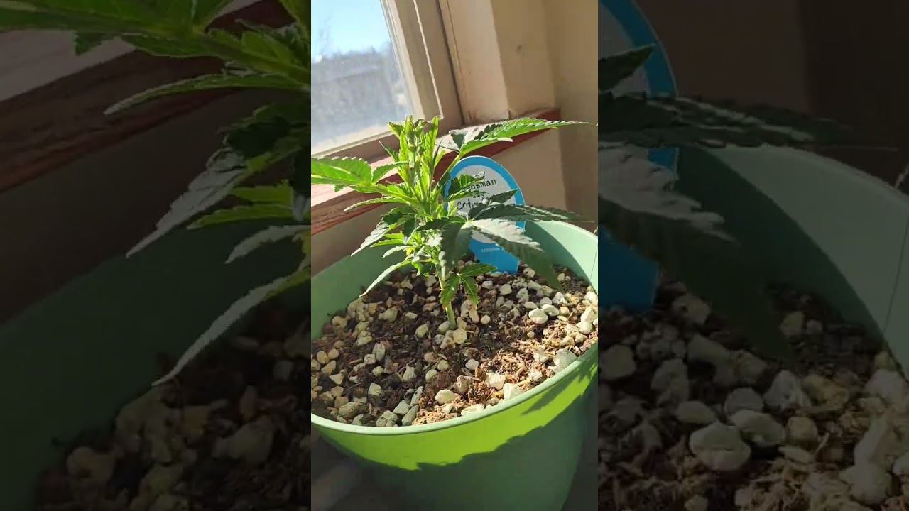 Topped & recovering 🔥 critical purple kush photoperiods from seedsman.com 💨💨💨 #KushHead👏🏾