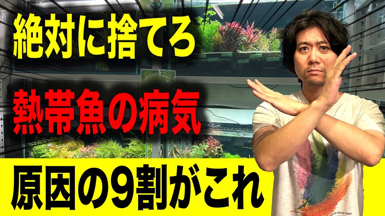 【お店では教えない】熱帯魚が病気になる危険すぎる餌の保管方法！アクアリウムin地球112