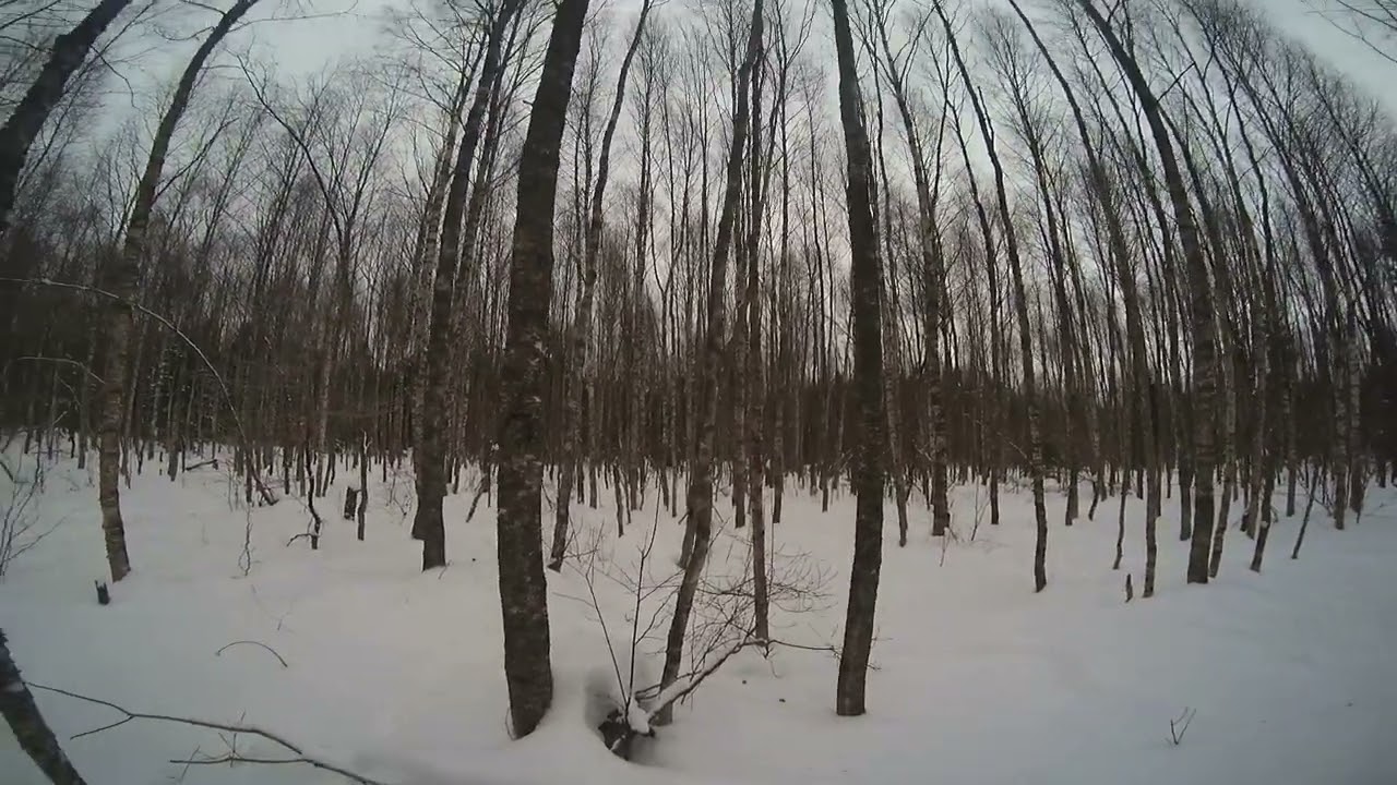1й сезон Онеги
