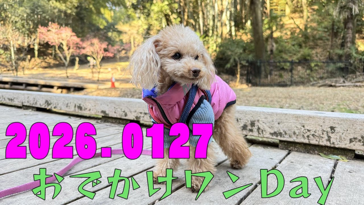 2026 .0127　ベルちゃんのおでかけワンDay
