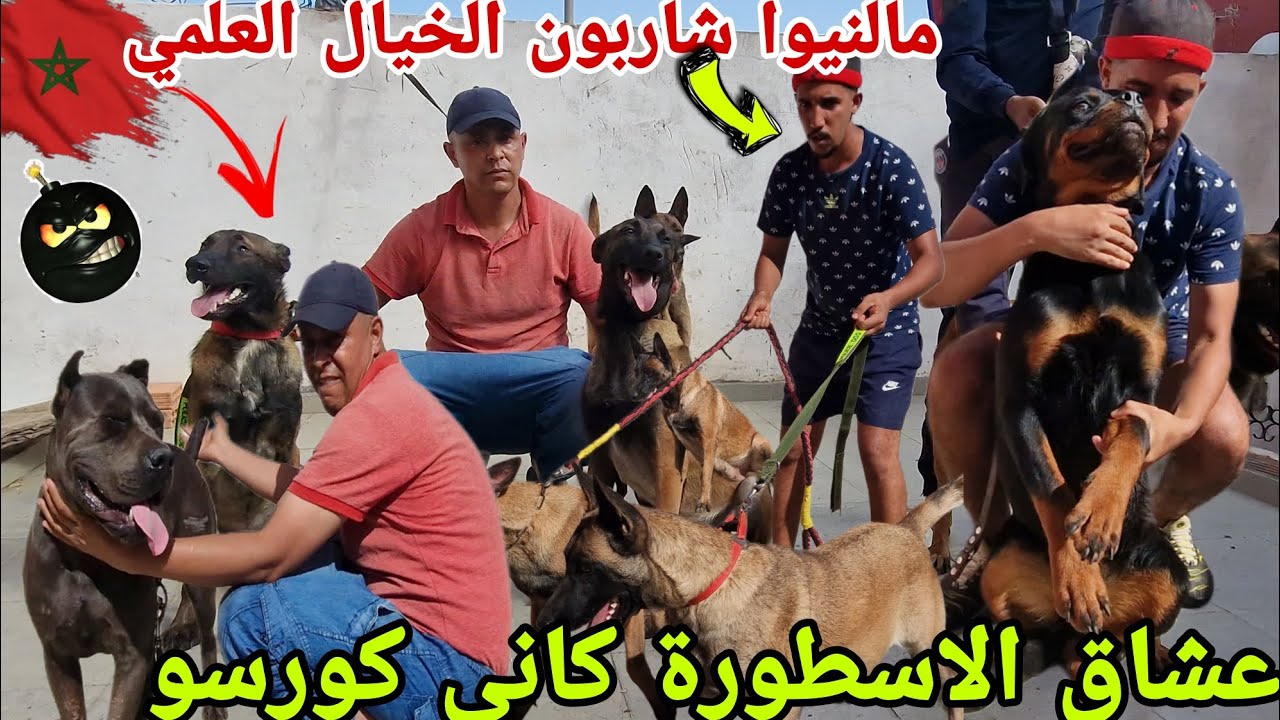زيارة المزرعة الوحوش☝ عند مولوع مراد وسعيد قنبلة واحسن انواع الكلاب الحراسة وشراس واثمني جدا مناسب 🏆