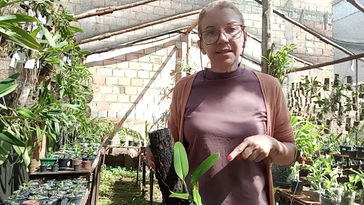 O fim da podridão Negra! Simples e eficaz. #orquídeasemcasa 