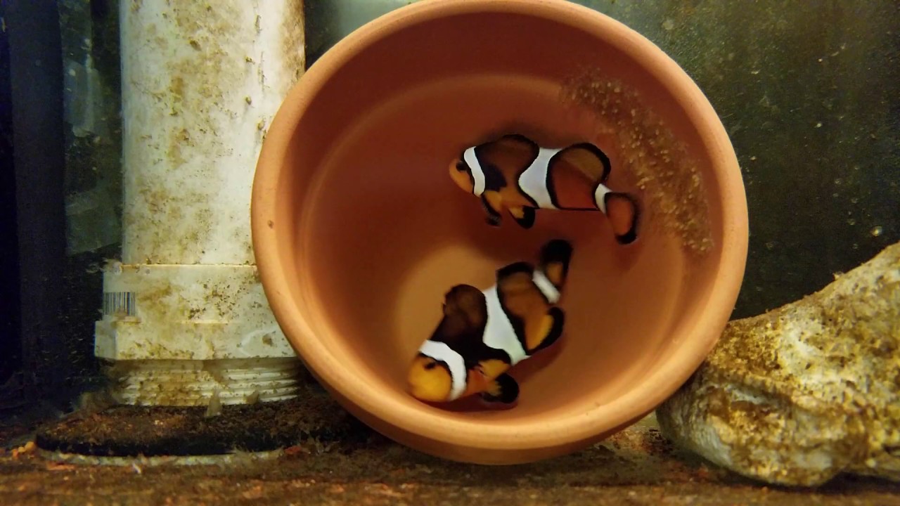 JTE Studios presents: Clownfish