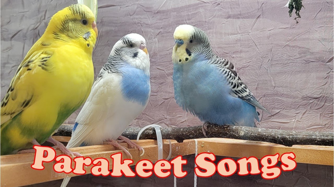 Chirping of Parakeet Budgie Birds 10 Hr , Listen to Nature Bird Songs, Meditation to Reduce Stress