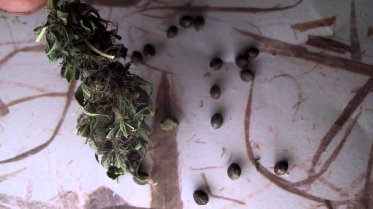 Ganja Creator Genetics Purple Northern Lights AKA Purple Ortega