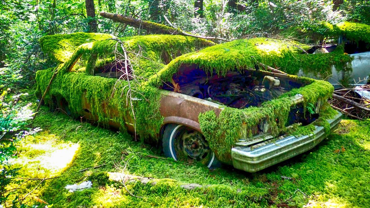 Unreal 2025 Junkyard Finds: Hemi, Camaro, GTOs - ALL Left to ROT!