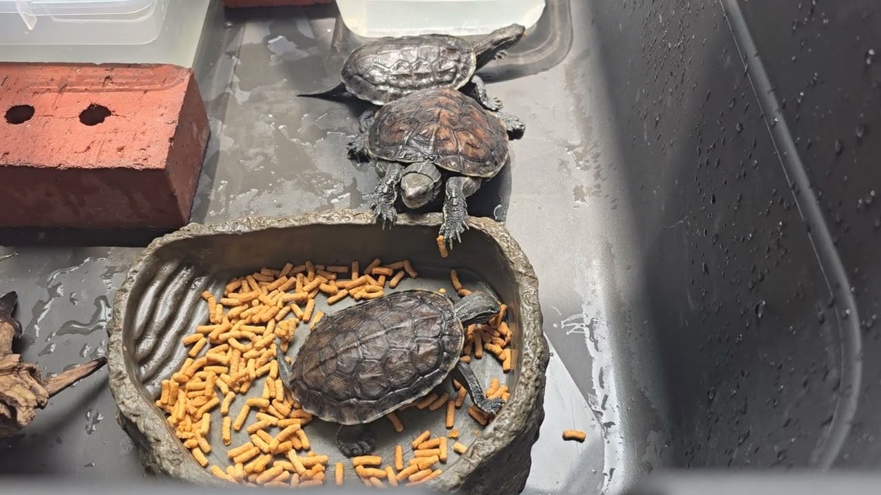 Mauremys rivulata breeding group