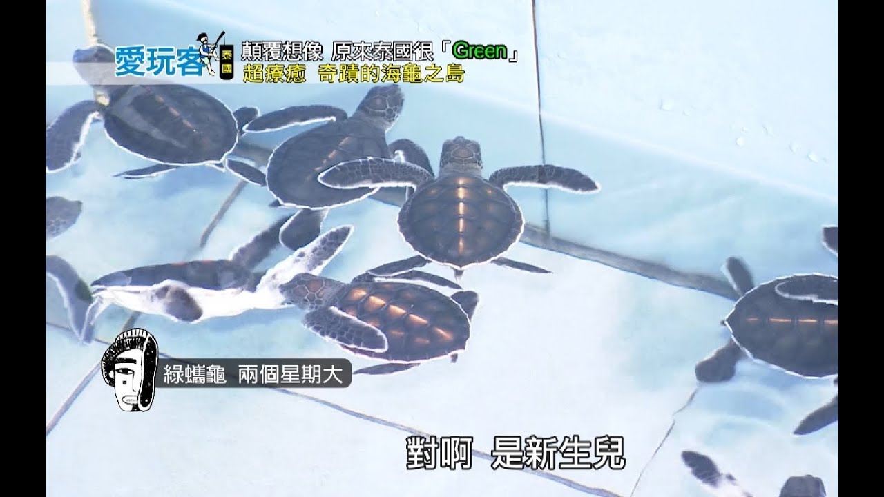 【泰國】羅永超屌玩樂攻略？！皇室海龜復育小島！水果吃到飽觀光果園！漁村限定高CP海鮮！沾他汶里採礦體驗！泰國玩出新高度？！【週三愛玩客】#282