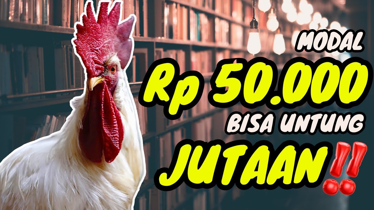 TERNAK AYAM WHITE LEGHORN ITU SULIT ATAU MUDAH ⁉️🐔🥚🐣💯💰