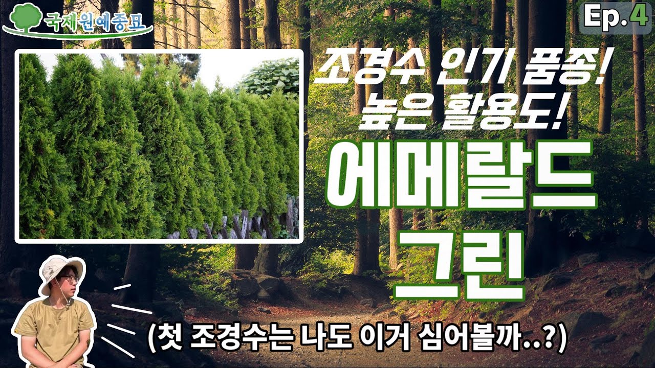 [Ep.4] 활용도 높은 서양 측백나무! 검증된 인기 품종! 에메랄드그린
